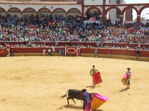 The bull is teased by multiple bullfighters before being killed.